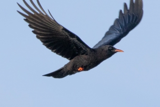 Cornish chough by Jack Hicks