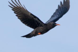 Cornish chough by Jack Hicks 