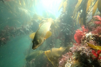 Female ballan wrasse by Matt Slater