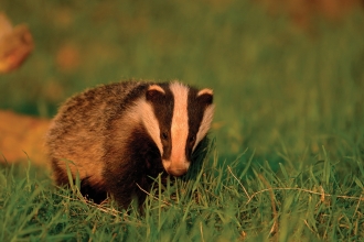 Badger by Andrew Parkinson -2020VISION