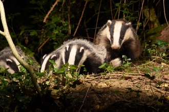 Badgers by David Lidstone 