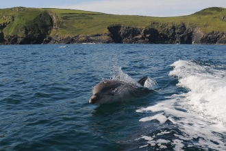Wildlife Watch - Bottlenose dolphin. Photo by Adrian Langdon