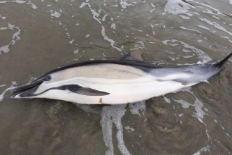 Common dolphin 2017 by CWT Marine Strandings Network