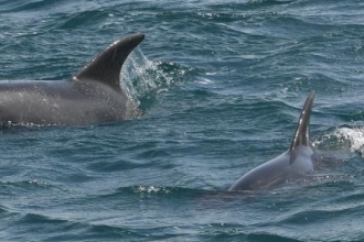 Discover Cornwall’s inspirational marine life