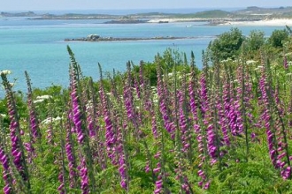 Praise for new Isles of Scilly botanical book