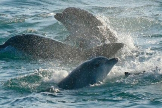 First ever Southwest Bottlenose Dolphin Forum being held in Cornwall