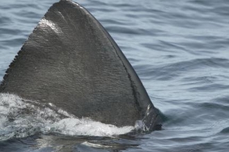 Respect our Basking sharks!