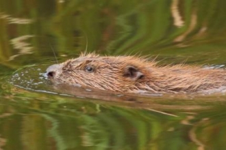 RETURN TO THE WILD: Bringing Beavers back to Cornwall