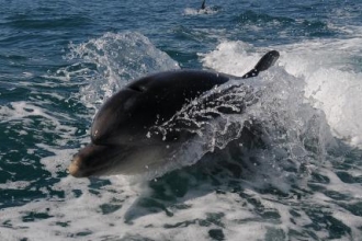 More than one in ten UK species threatened with extinction, new study finds
