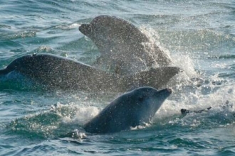 Keeping an eye (and an ear) out for local dolphins