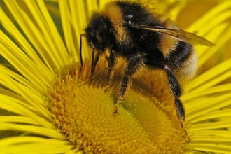 Local business supports Trust to help save Cornish bees