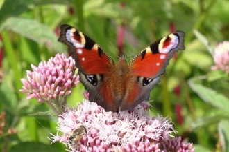 An abundance of wildlife in Peakswater