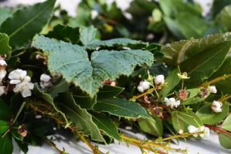 Tregothnan’s stunning wild Christmas wreath to raise funds for Trust