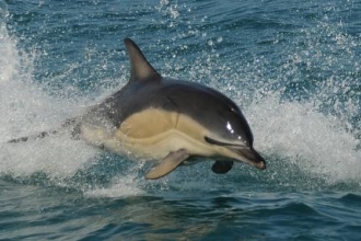 Second wave of marine protection welcomed in Cornwall