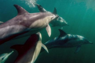 Bags of Help for Cornish Dolphins