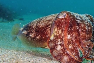 Recording Cornish marine life