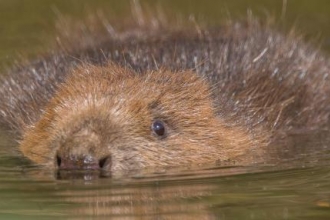 Beavers Are Back In Cornwall!