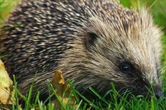 National Recognition for Cornwall’s Environmental Records Centre