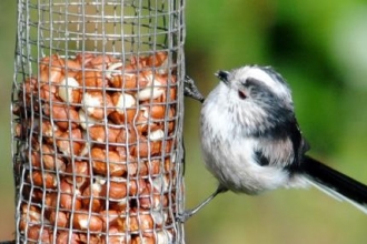 Wildlife partnership flying high