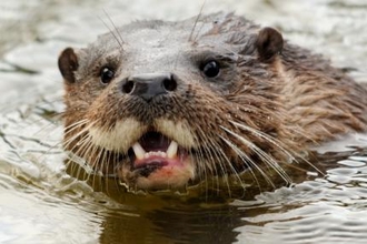 And the winner is… your local wildlife