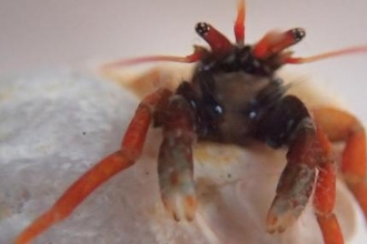 Rare hermit crab rediscovered