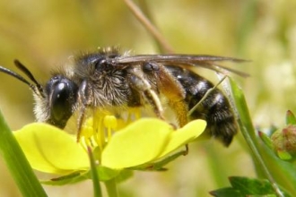 The Wild Cornish Bee Walk