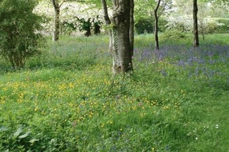 Historic estate and bluebell woodland begins Trust Open Gardens