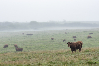 Cows on Rosenannon Downs Nature Reserve