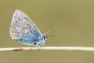 Common blue butterfly by Ben Watkins