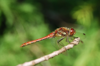 Common darter dragonfly by Cornwall Wildlife Trust