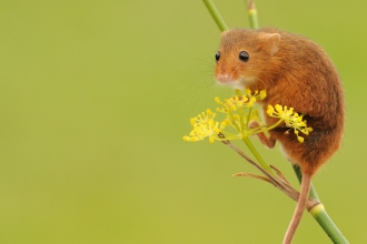 Dormouse. Credit - Amy Lewis