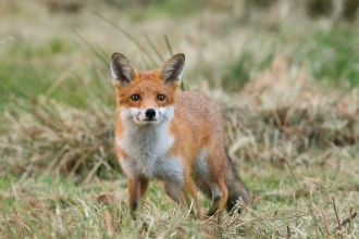 Inquisitive fox by Adrian Langdon