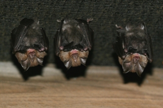 Lesser horseshoe bats by John Kaczanow