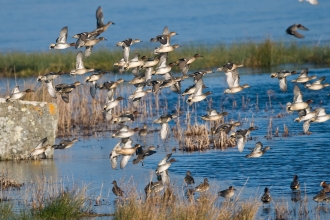 Teal flock by Adrian Langdon