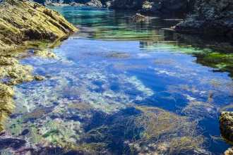 Rockpool by Aaron Parsons