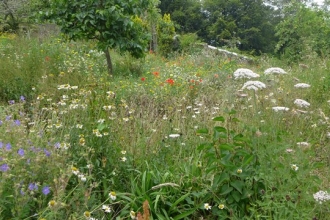 Wildflower garden