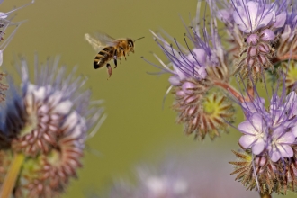 Wild about bees