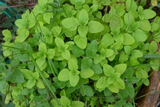 Oregano and margoram
