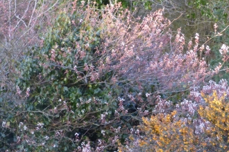 Spring garden in blossom