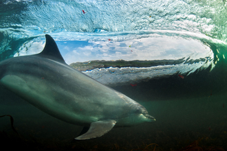 Bottlenose dolphin surfing by George Karbus