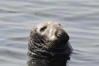 Boomerang the seal - Sue Sayer of Cornwall Seal Group Research Trust