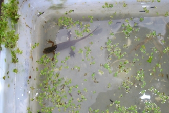 Palmate newt found when pond dipping
