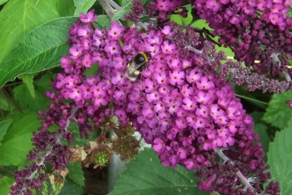 White-tailed bumble bee on buddleia © Rowena Millar