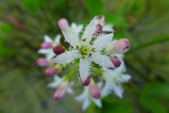 Bog bean