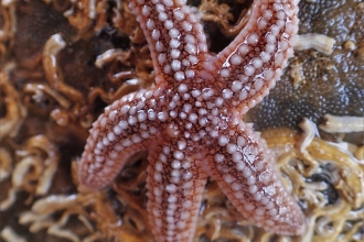 Explore the shore - baby spiny