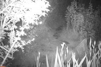 Hedgehog goes around perimeter of garden