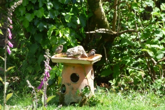 House sparrows enjoying their bath today - Rowena Millar