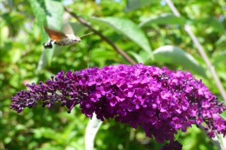 Hummingbird hawkmoth on buddleia