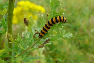 Cinnabar caterpillar on ragwort, Penhale