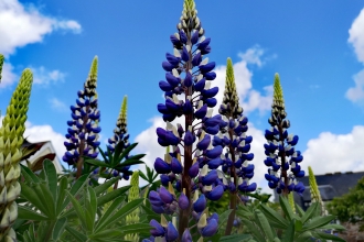 Tall blue lupins in bloom against a clear blue sky